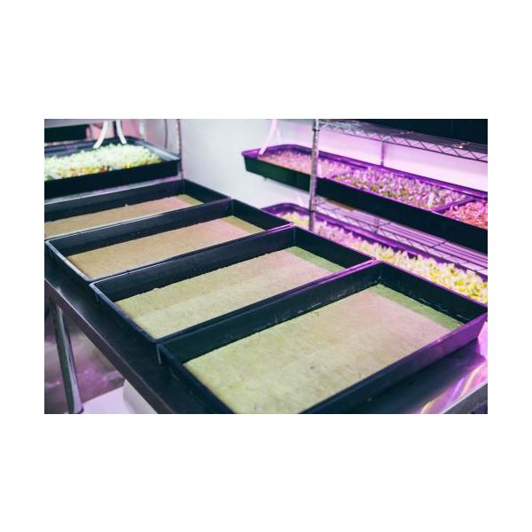 Grodan Cress Plate Propagation Mat 10 in x 20 in