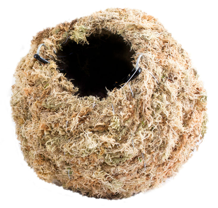 Supermoss Kokedama Sphagnum-Blond, 6 in