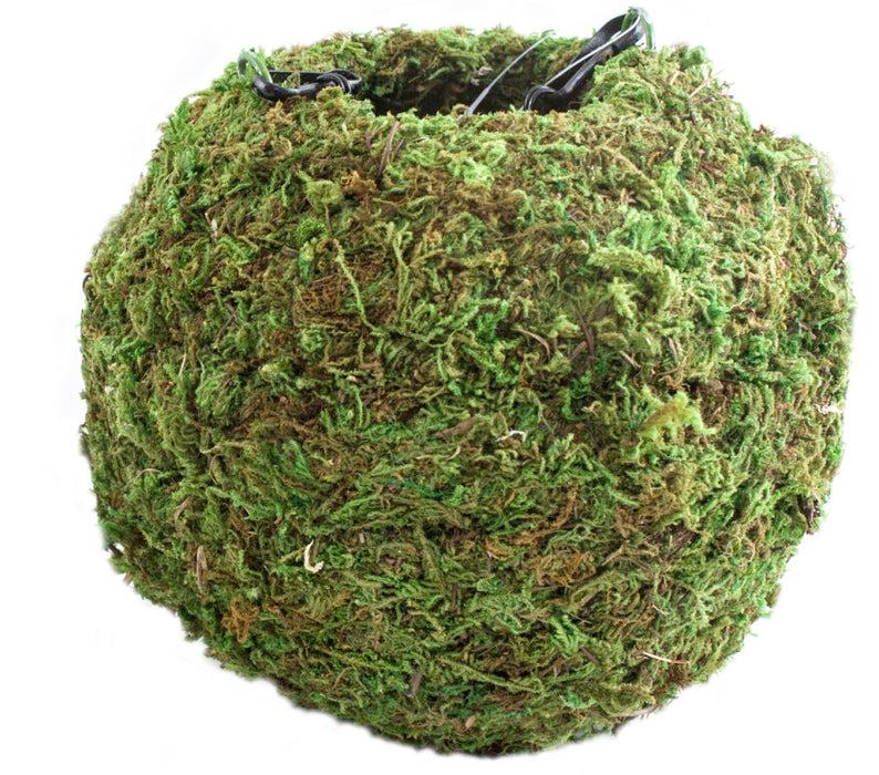 Supermoss Kokedama-Fresh Green, 4 in