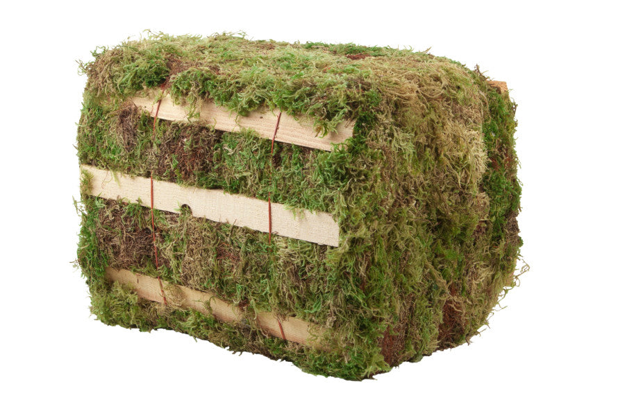 Hiawatha Evergreens Decorator Moss Bale-Green, 3.25Cuft