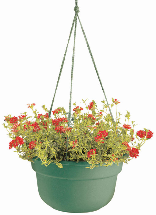 Bloem Dura Cotta Hanging Basket Planter-Living Green, 12 in